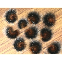 Garden Tiger caja Woolly Bears. 10 Larvae Garden Tiger caja Woolly Bears. 10 Larvae